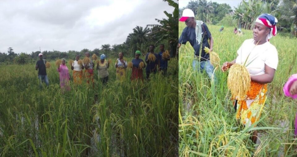 As Liberia Spens US$200m Annually On Rice Import: COPDI Moves To Expand Local Production