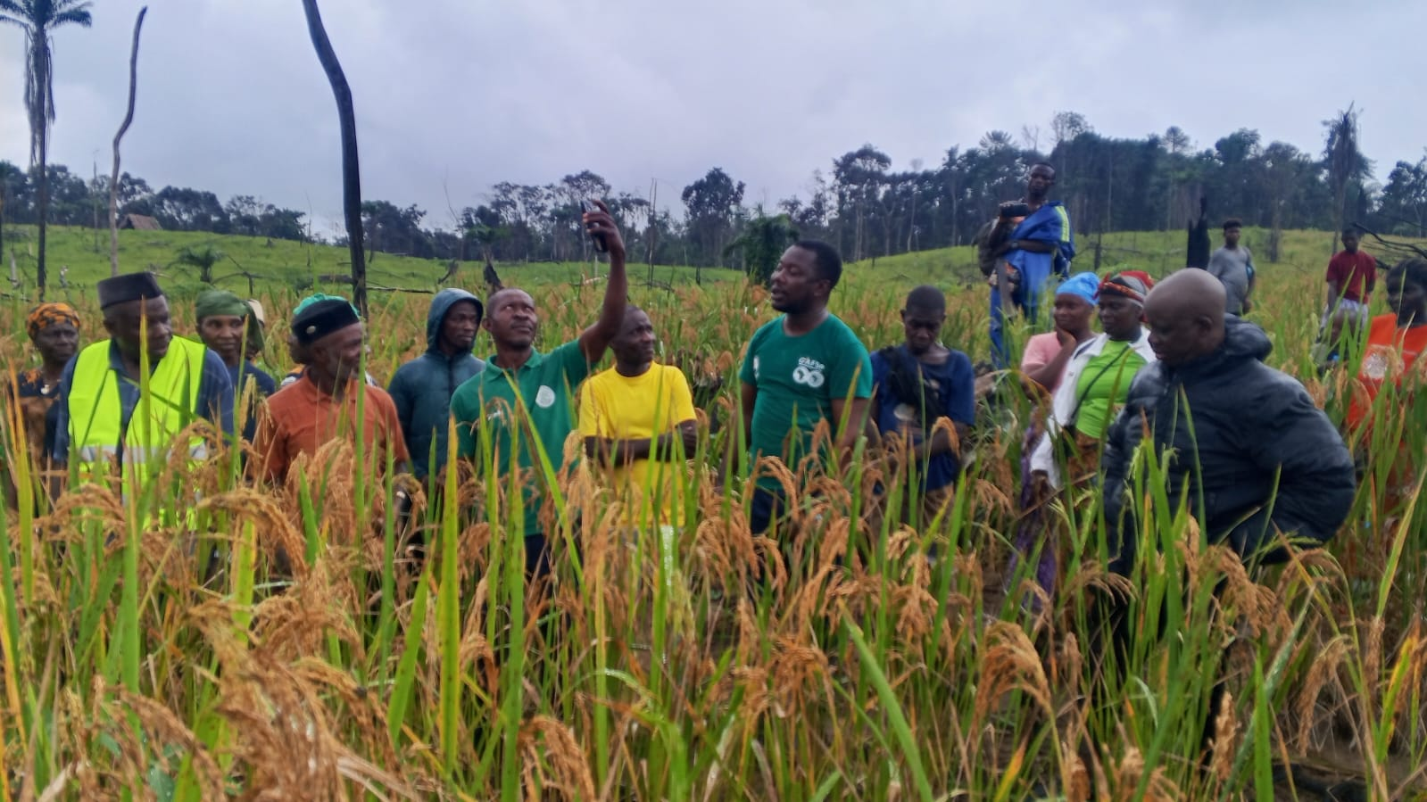 Many Residents Embrace Rice, Cassava Production In Bomi